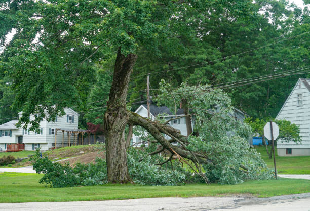 Best Residential Tree Removal  in Greenville, MI